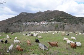 Μελισσόπετρα