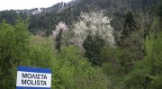Μόλιστα