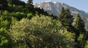 Κόνιτσα